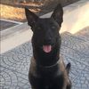 k9.elite.dogs