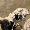 شوانی کوێستانەکەن🐑🐑