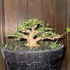 bonsai_legi