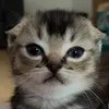 catmopper