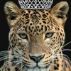 queen.caaisho15
