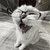 _soda._.tiger_