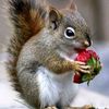 petiteadolescentsquirrels