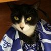 gato del parque :)