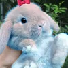 windy_meomeo01