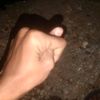 peng_29