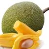 bos.nangka5