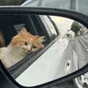 meww_080911