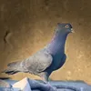 ابو جمره