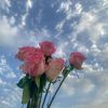 abiba8234
