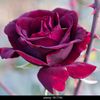 md.dulal.mulla66