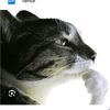 katu_goat