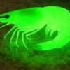 radioactive_shr1mp
