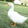 patinho_quaqua1