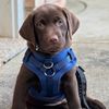 lifewithcooperthelab