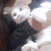 crysa_02