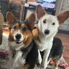 2corgis_1parrot