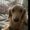 mahi_the_dachshun