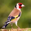 GoldFinch