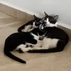 3tuxedofamily