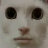 shrek10037