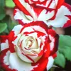 user8800054140301