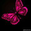anne.cerena