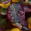 jawad.aliraqi3