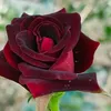 jnni1263bgo