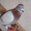 huzaifa67217