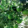 maloriesimmon