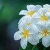 samia.tabassum868