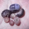 pillbug19