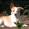 dog_life_pet