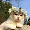 nusrat.islam5715