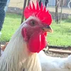 chickenvibeslive.it