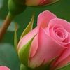 xanim.eliyeva25