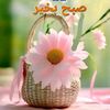 user612088748004