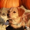 powerpuphero