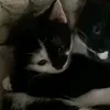 meow.miyo