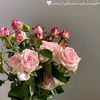 nour62636