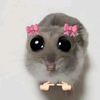 rose_74474
