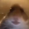 king_0f_hamster