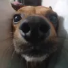 leochka2378