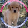 wagzmytail