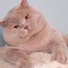 kitty.cat7479