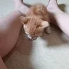 catnap259