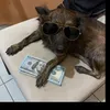 kirahjmescouto