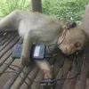 macaco.lyric