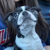 bentleytheboston